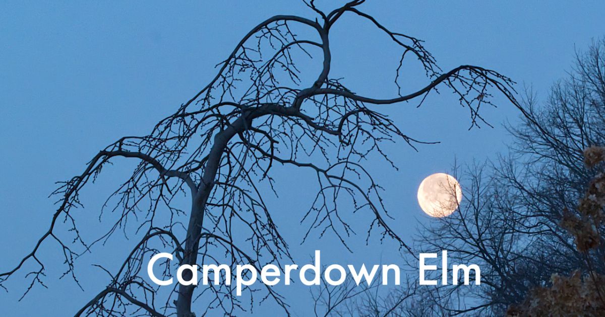 History in the Moonlight: Reflections Through Generations | eePRO